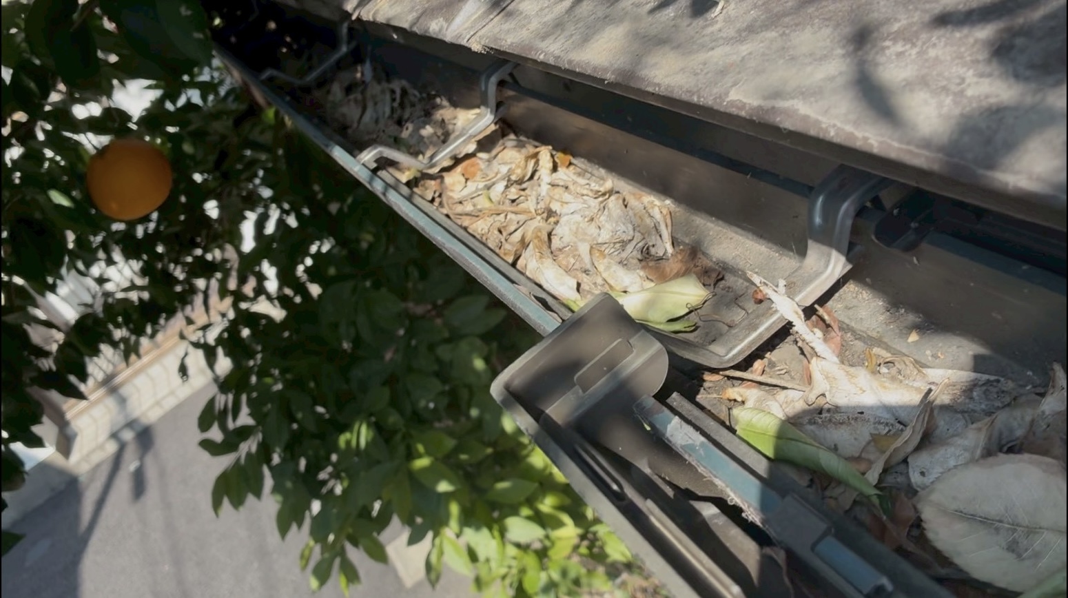 みかんの木の落ち葉が軒樋に溜まっている